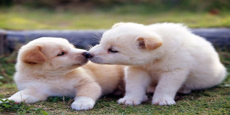 Nằm mơ thấy chó Nằm mơ thấy chó con mang điều báo gì