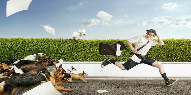 Nằm mơ thấy chó Nằm mơ thấy chó rượt đuổi mình